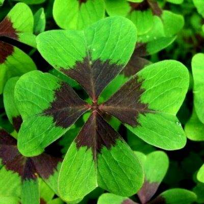 37航海王ol游戏下载